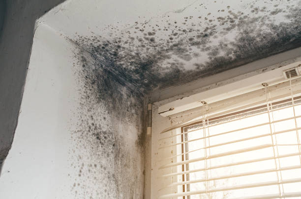 Affordable Hvac And Air Duct Mold Remediation solutions in Medford, OR